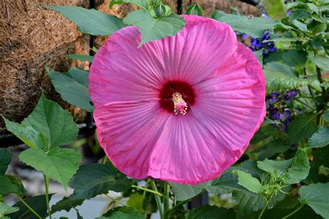 芙蓉盆栽|袁晓辉 Rita : 朱槿 Hibiscus (芙蓉/扶桑/大紅花)